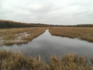 Cache River State Natural Area