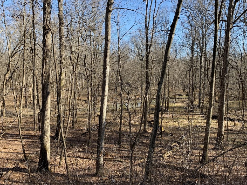 Photo of bottomland forest at Coffee Creek in Beall Woods State Park in Illinois before the leaves have come out on the trees.