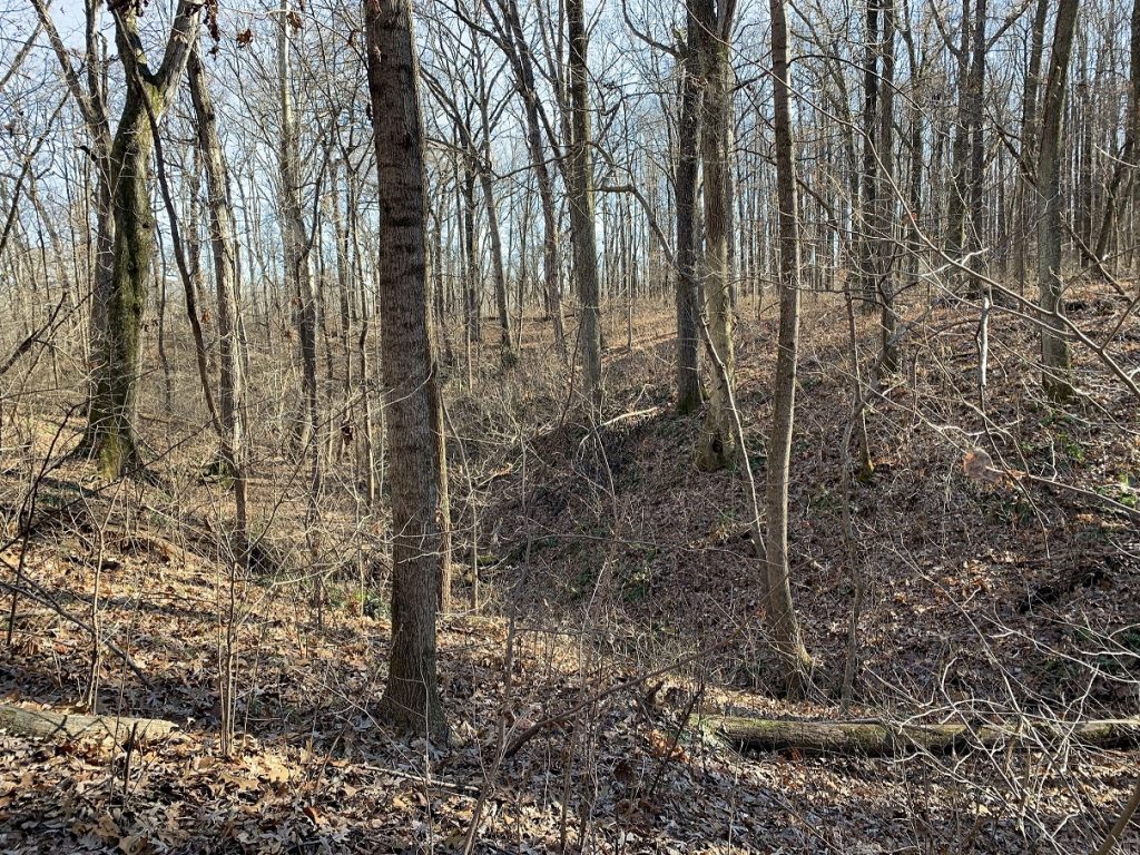 Photo of upland forest during the fall after the leaves have fallen at Beall Woods State Park in Illinois.