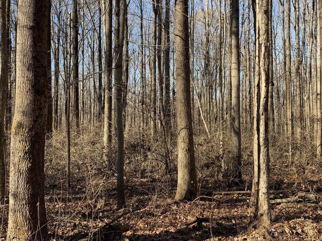 Photo of deciduous trees in the upland forest at Beall Woods State Park outside of the nature preserve.