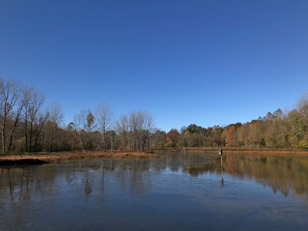 Photo of wetland with wood duck boxes at Crawford State Fish and Wildlife Area in Illinois.