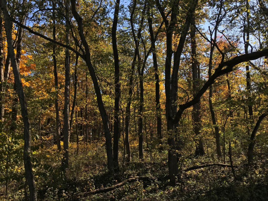 Photo of woodlands in the fall with the leaves turning orange at Crawford State Fish and Wildlife Area.
