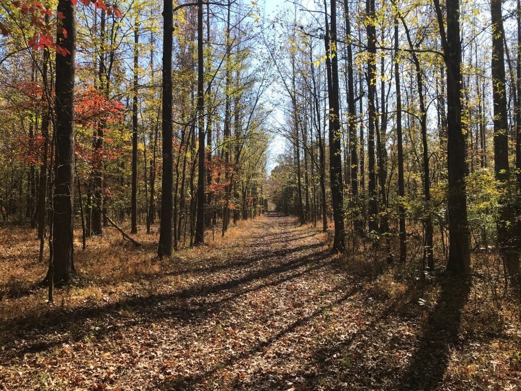 Photo of a hunt trail in the woods during the Fall at Dog Island.