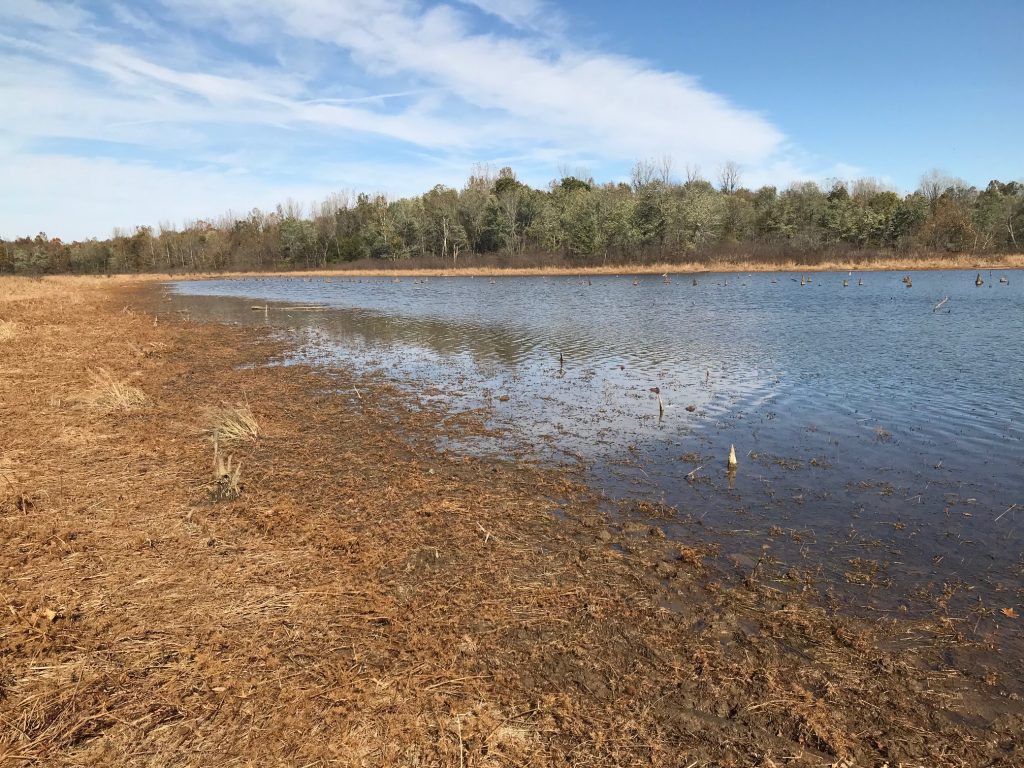 Photo of a wetland during the Fall at Dog Island.