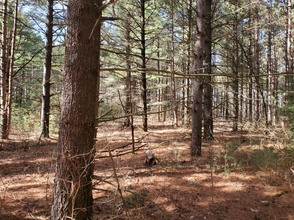 Picture of trees at Big River