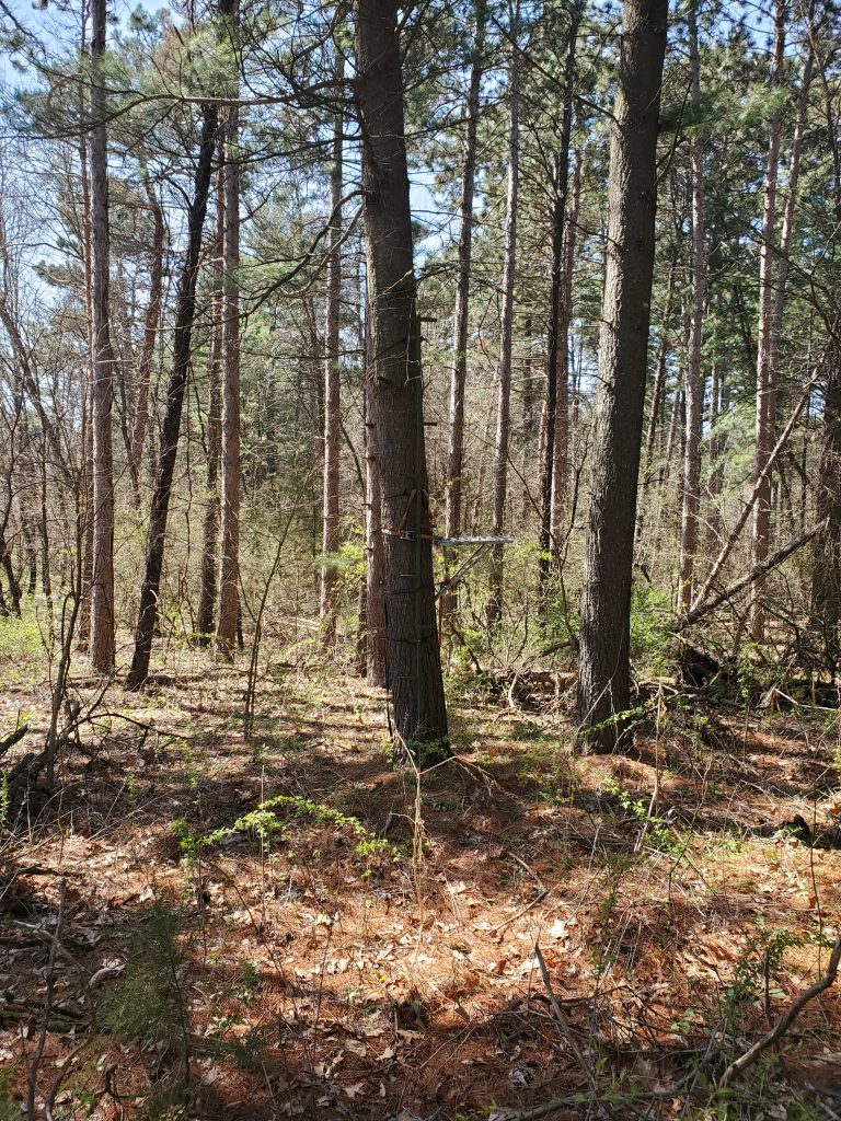 Picture of trees at Big River