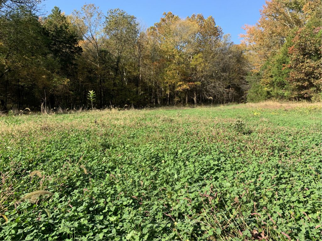 Ferne Clyffe State Park