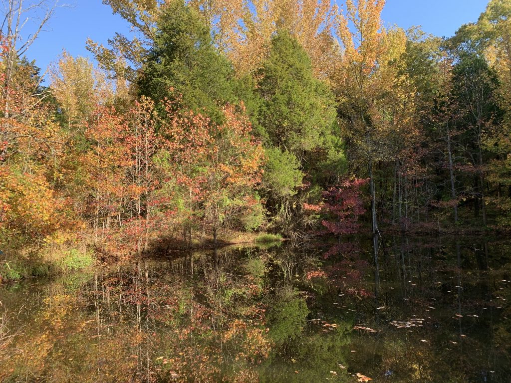 Ferne Clyffe State Park