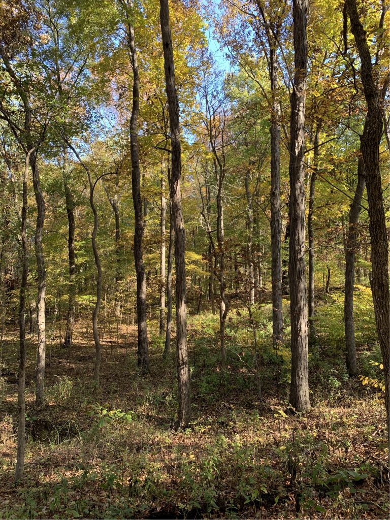 Ferne Clyffe State Park